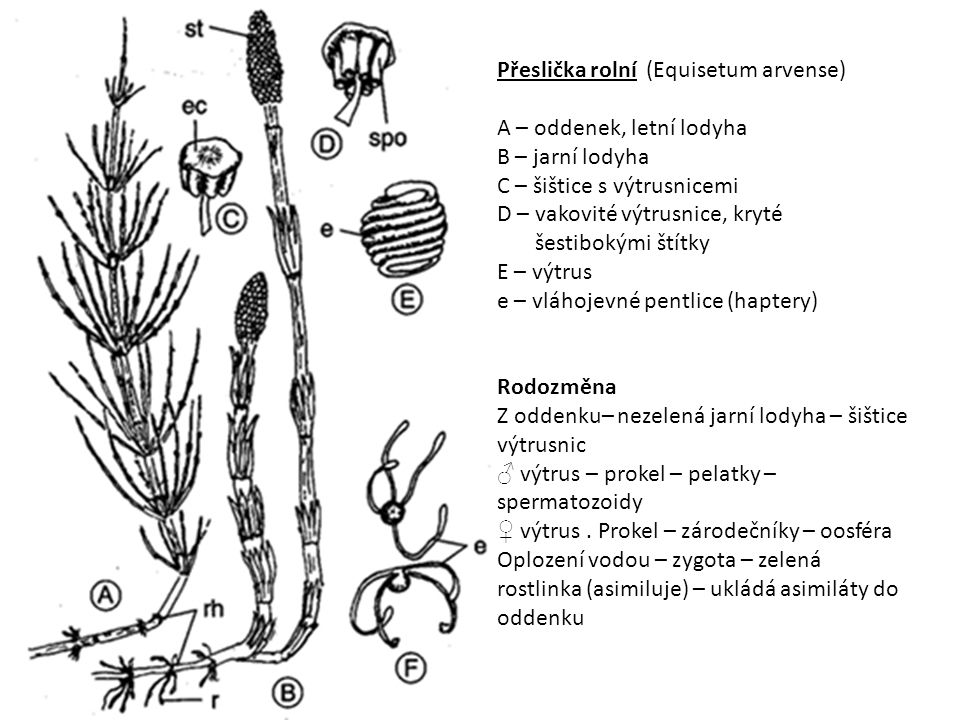 Přeslička rolní (Equisetum arvense)