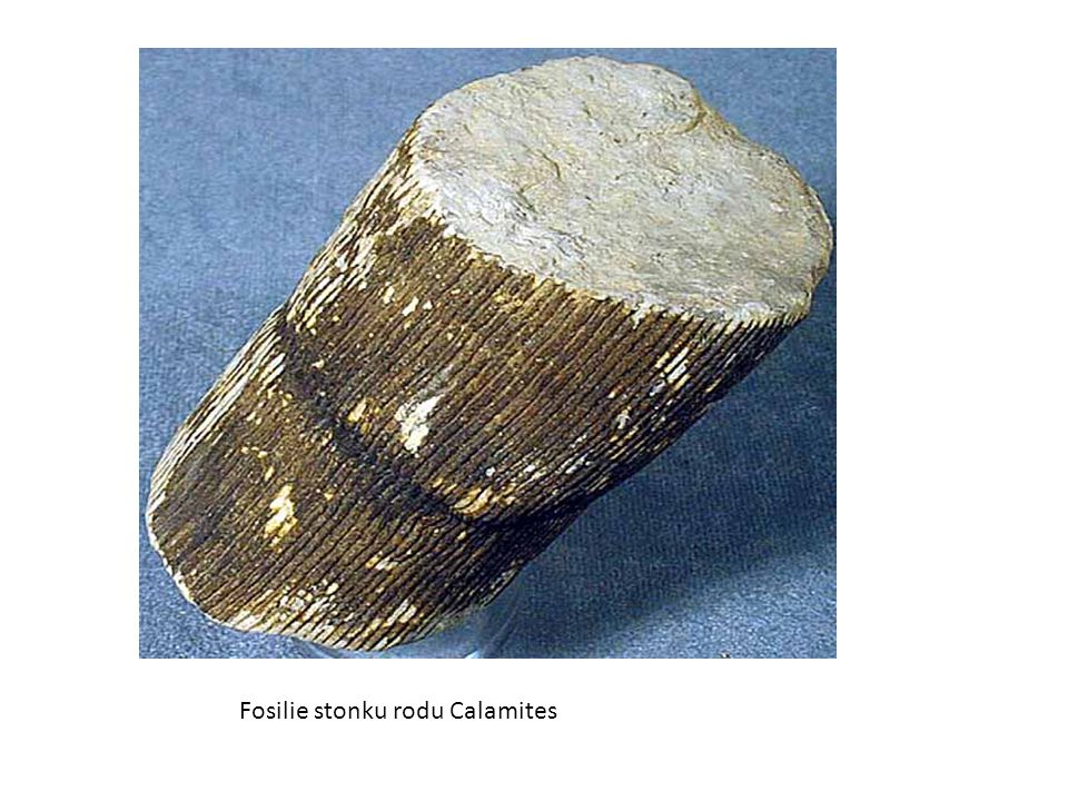 Fosilie stonku rodu Calamites