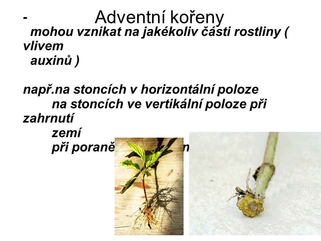 Adventní kořeny - mohou vznikat na jakékoliv části rostliny ( vlivem