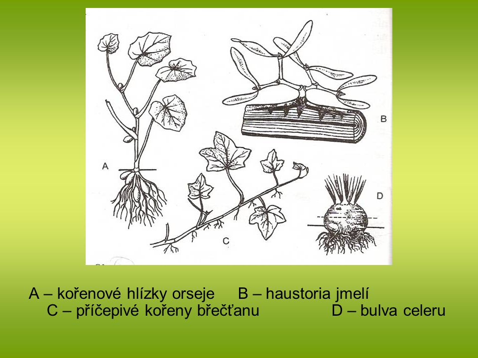A – kořenové hlízky orseje B – haustoria jmelí C – příčepivé kořeny břečťanu D – bulva celeru