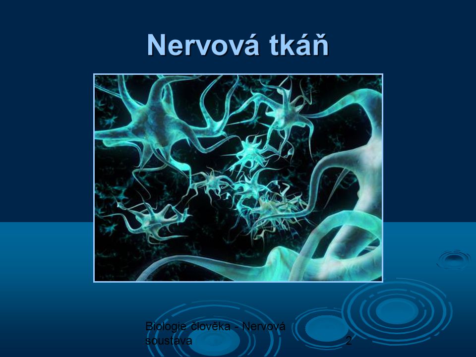 Nervová tkáň Biologie člověka - Nervová soustava