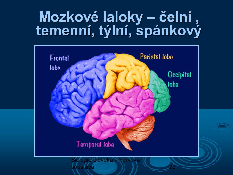 Mozkové laloky – čelní , temenní, týlní, spánkový