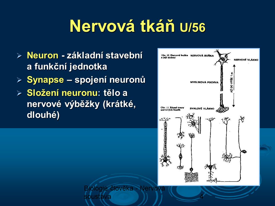 Nervová tkáň U/56 Neuron - základní stavební a funkční jednotka