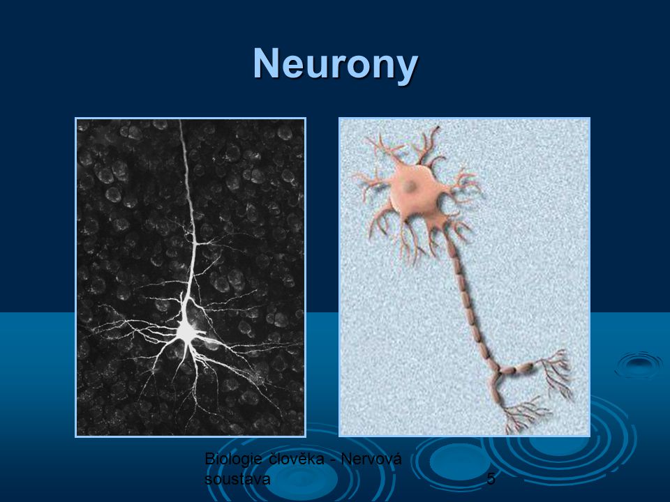 Neurony Biologie člověka - Nervová soustava