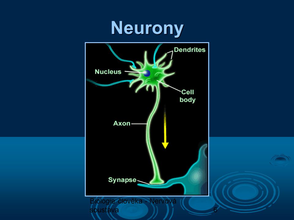 Neurony Biologie člověka - Nervová soustava