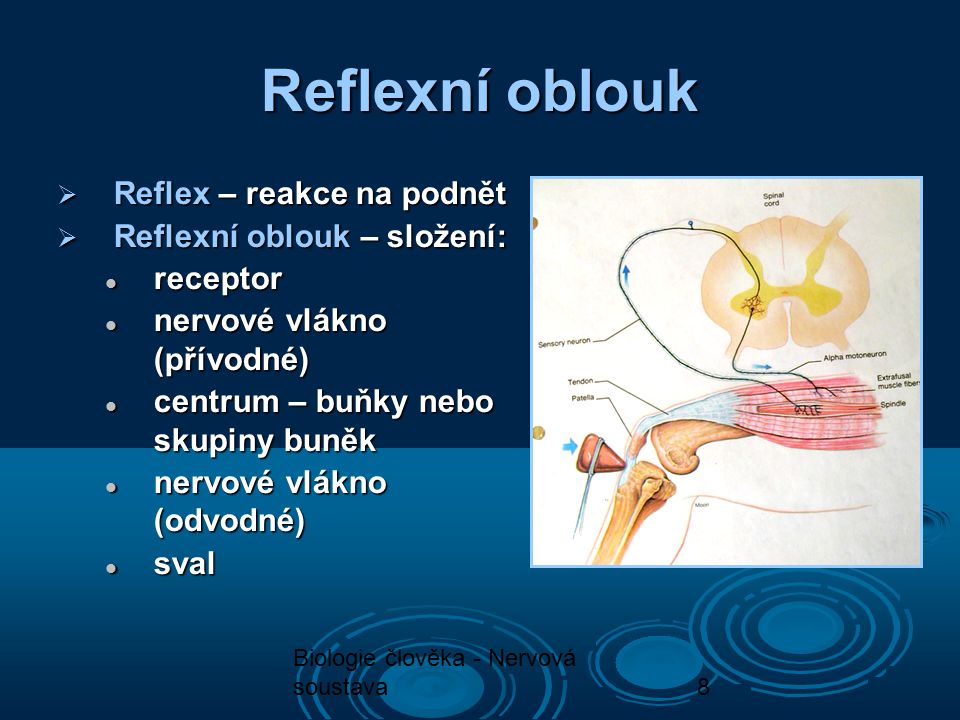 Reflexní oblouk Reflex – reakce na podnět Reflexní oblouk – složení: