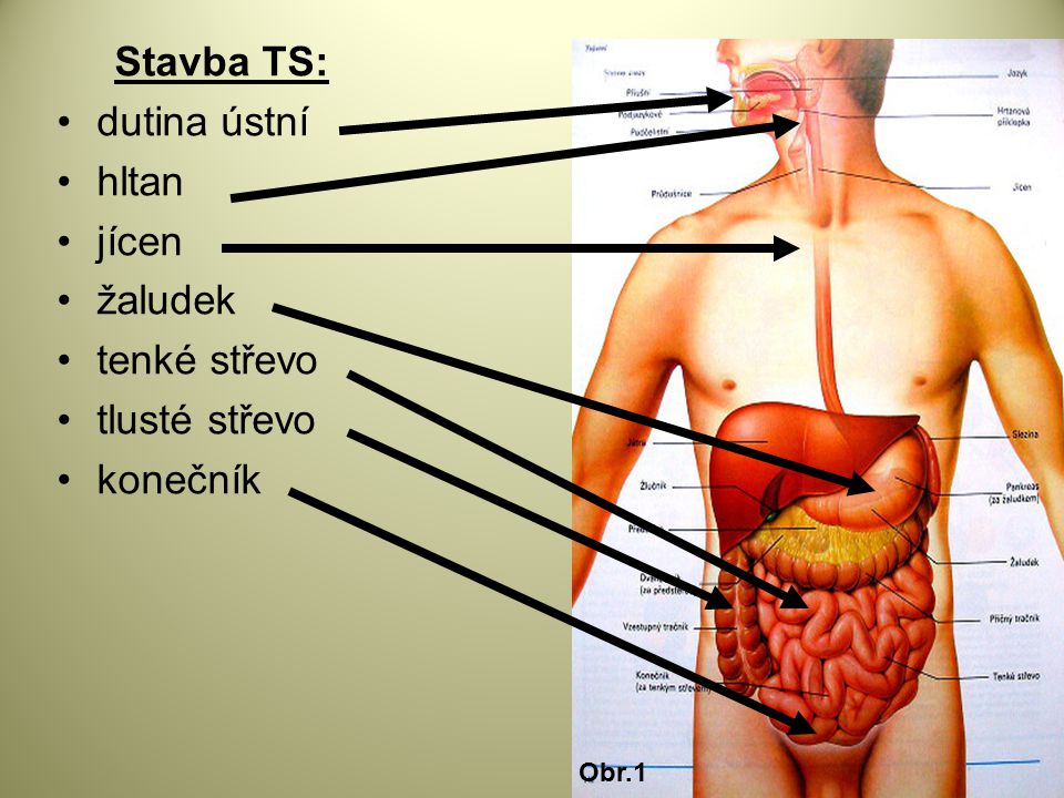 Stavba TS: dutina ústní hltan jícen žaludek tenké střevo tlusté střevo