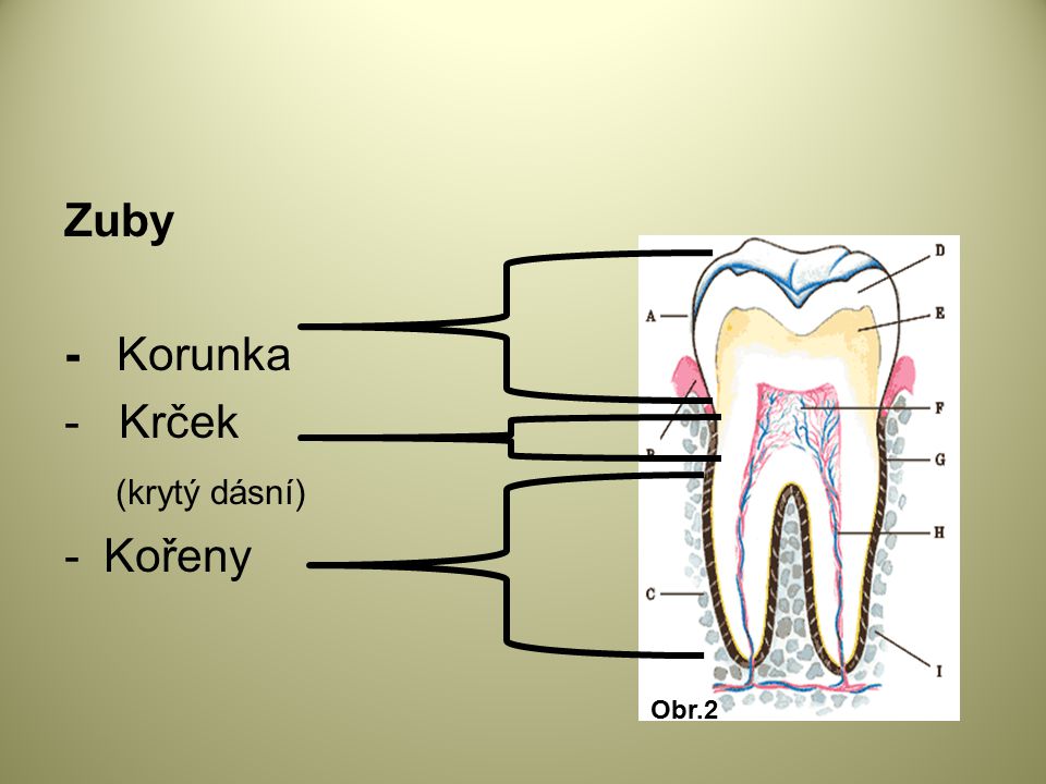 Zuby - Korunka - Krček (krytý dásní) - Kořeny Obr.2