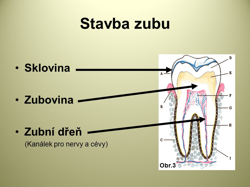 Stavba zubu Sklovina Zubovina Zubní dřeň (Kanálek pro nervy a cévy)