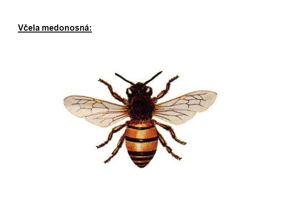 Včela medonosná: