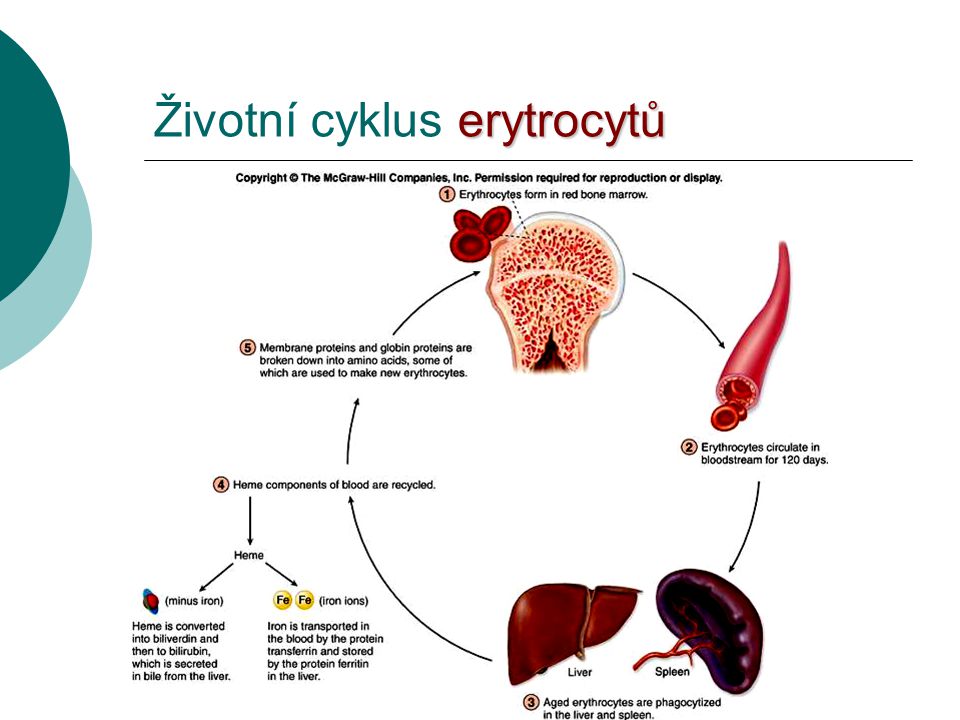 Životní cyklus erytrocytů