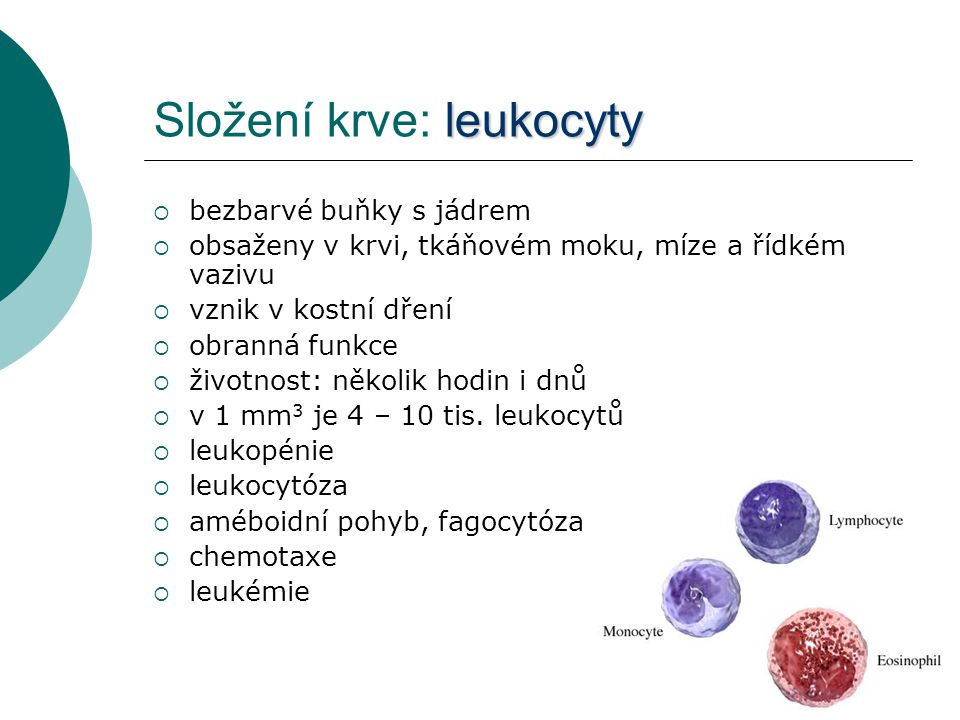 Složení krve: leukocyty