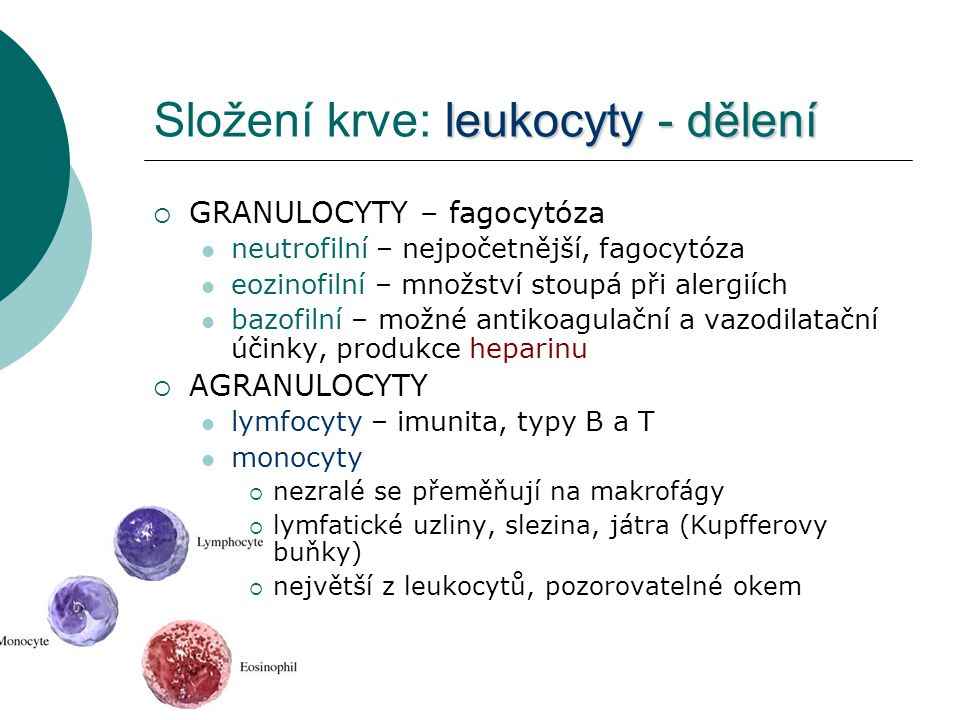 Složení krve: leukocyty - dělení