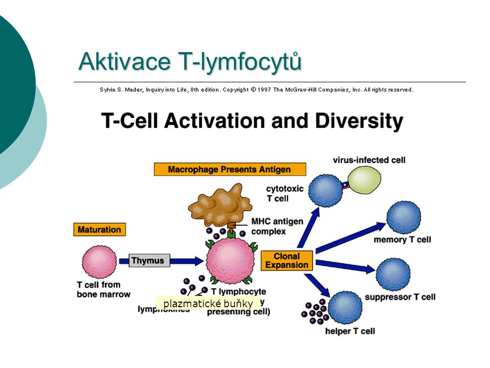 Aktivace T-lymfocytů plazmatické buňky