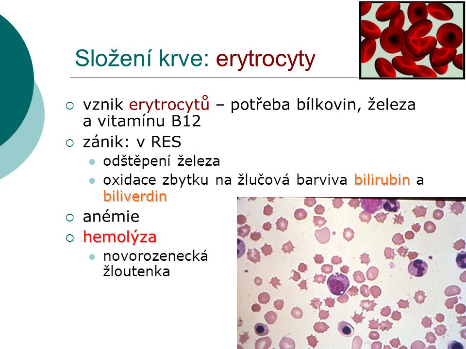Složení krve: erytrocyty