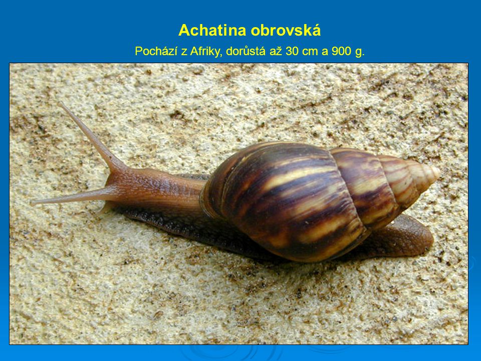 Achatina obrovská Pochází z Afriky, dorůstá až 30 cm a 900 g.