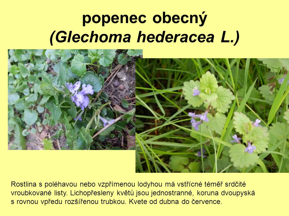 popenec obecný (Glechoma hederacea L.)