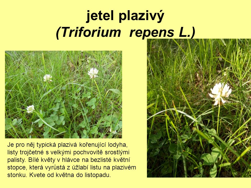 jetel plazivý (Triforium repens L.)