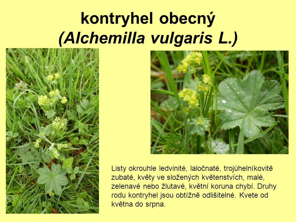 kontryhel obecný (Alchemilla vulgaris L.)