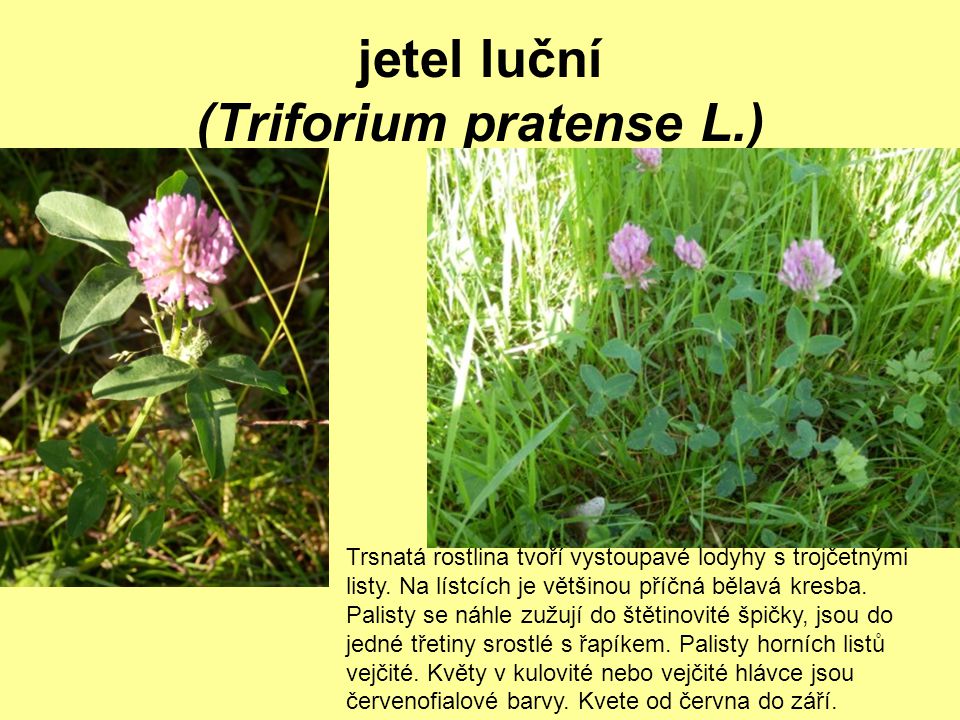 jetel luční (Triforium pratense L.)