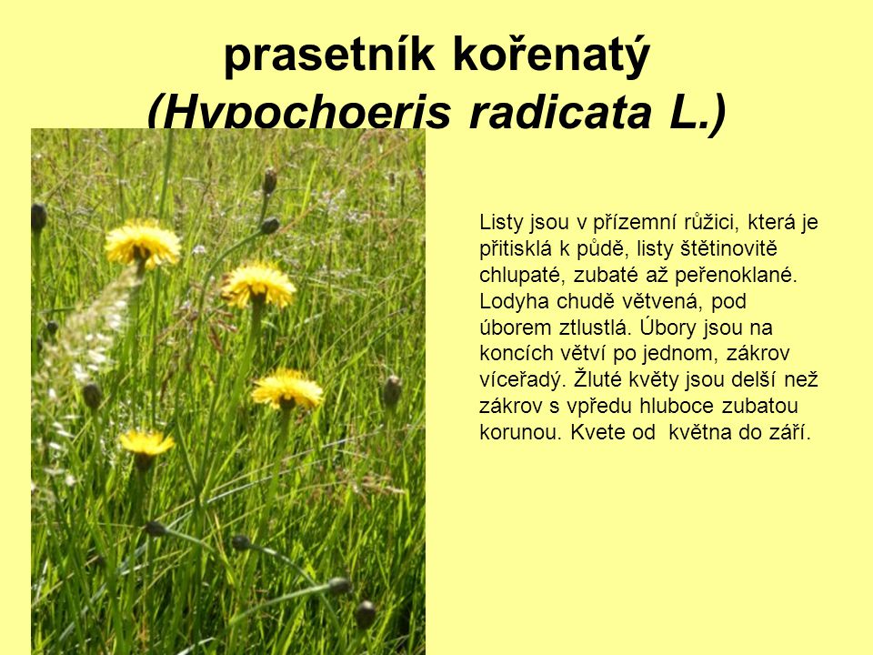 prasetník kořenatý (Hypochoeris radicata L.)
