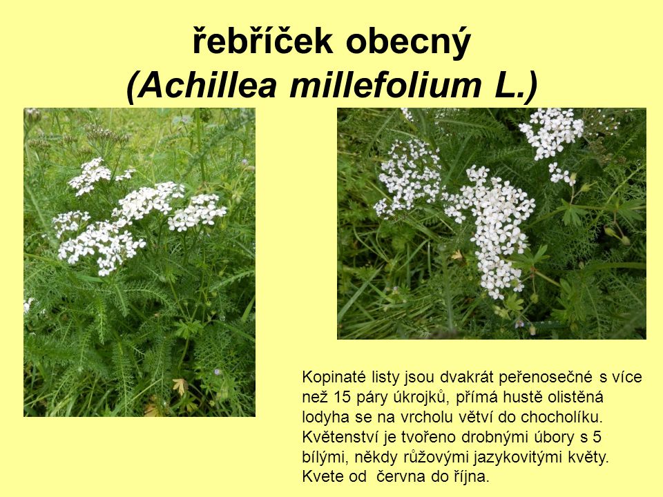 řebříček obecný (Achillea millefolium L.)