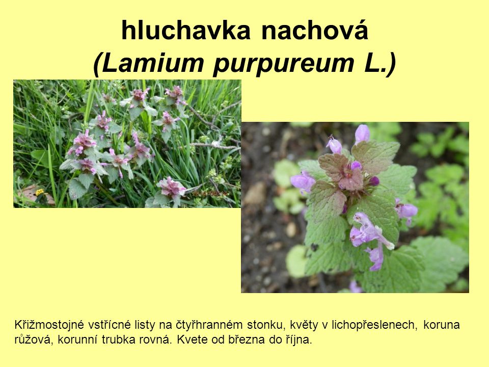 hluchavka nachová (Lamium purpureum L.)