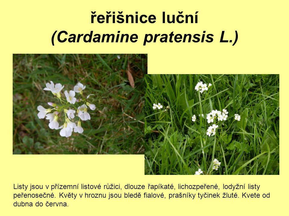 řeřišnice luční (Cardamine pratensis L.)