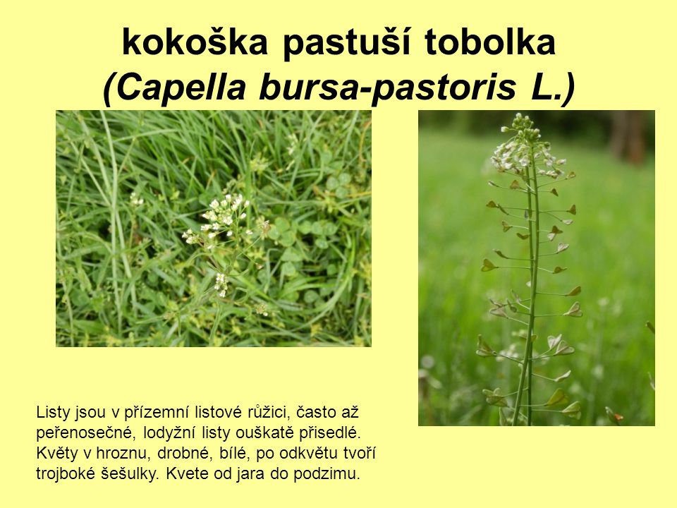 kokoška pastuší tobolka (Capella bursa-pastoris L.)