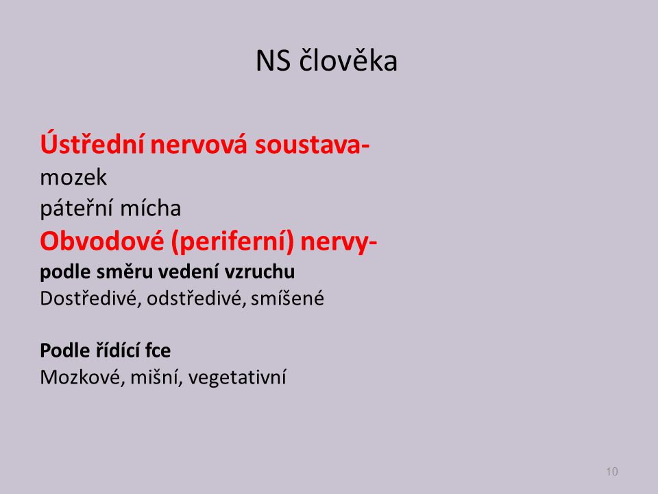 NS člověka Ústřední nervová soustava- Obvodové (periferní) nervy-