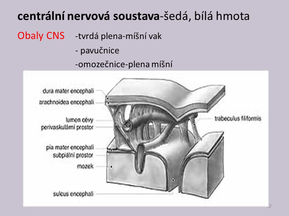 centrální nervová soustava-šedá, bílá hmota