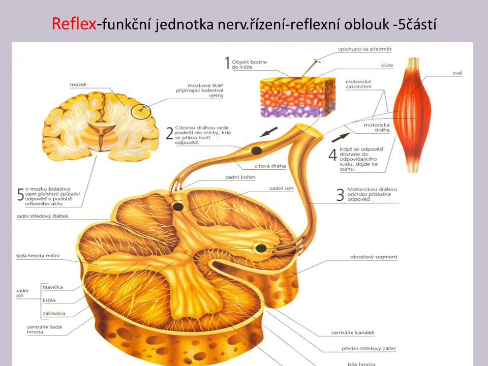 Reflex-funkční jednotka nerv.řízení-reflexní oblouk -5částí