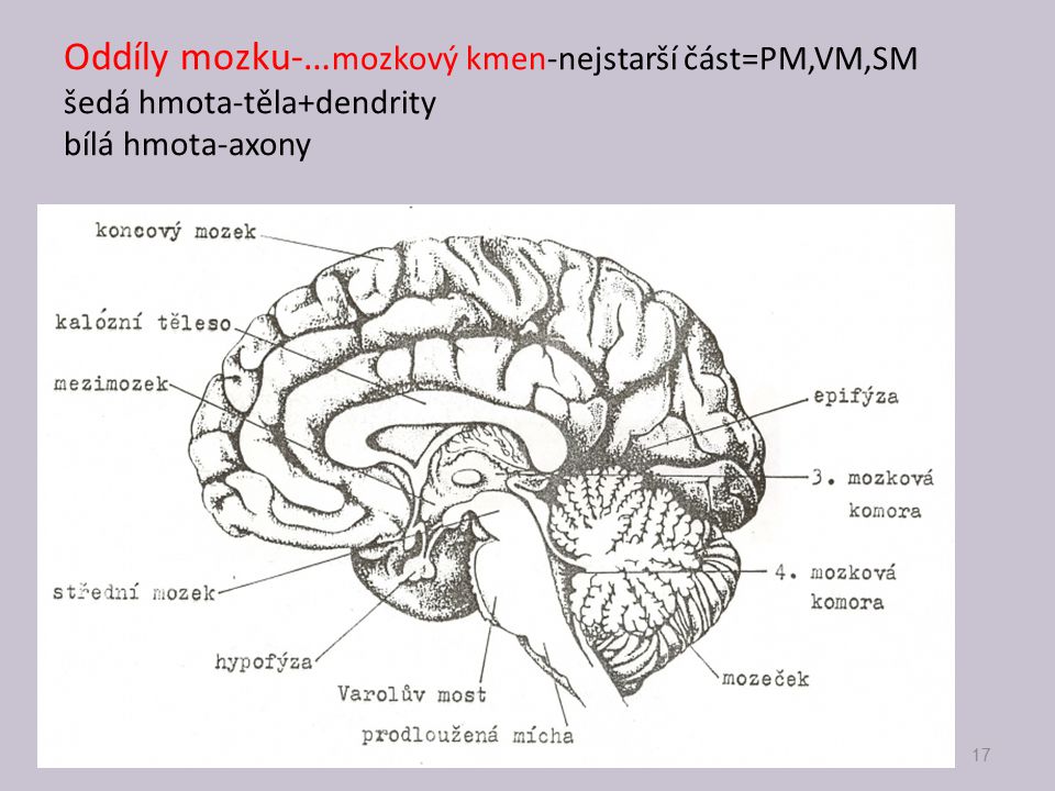 Oddíly mozku-…mozkový kmen-nejstarší část=PM,VM,SM šedá hmota-těla+dendrity bílá hmota-axony