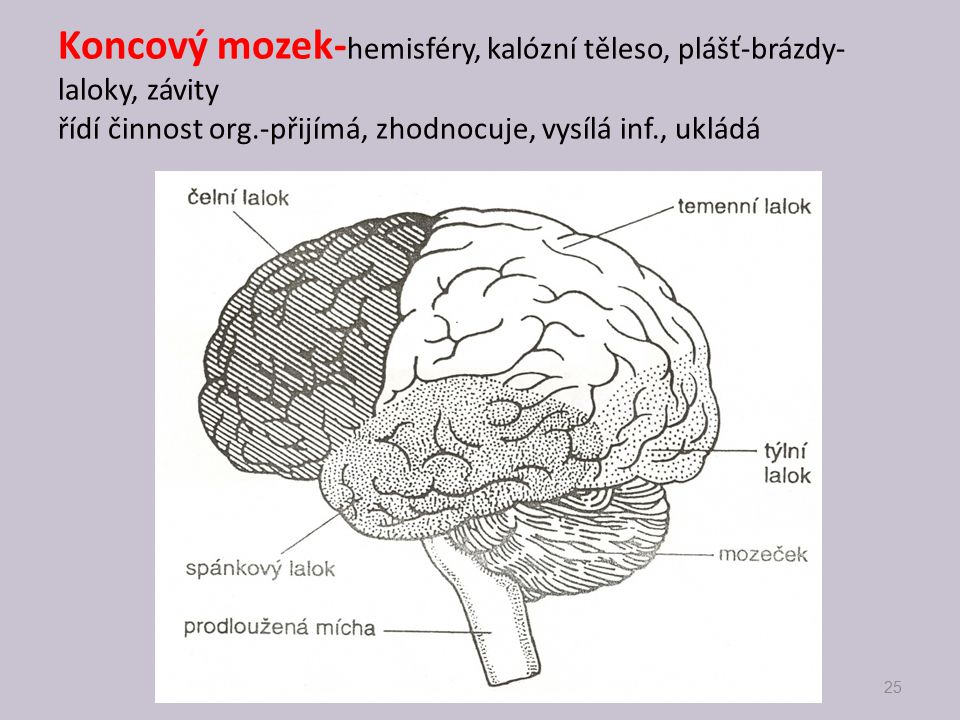 Koncový mozek-hemisféry, kalózní těleso, plášť-brázdy-laloky, závity