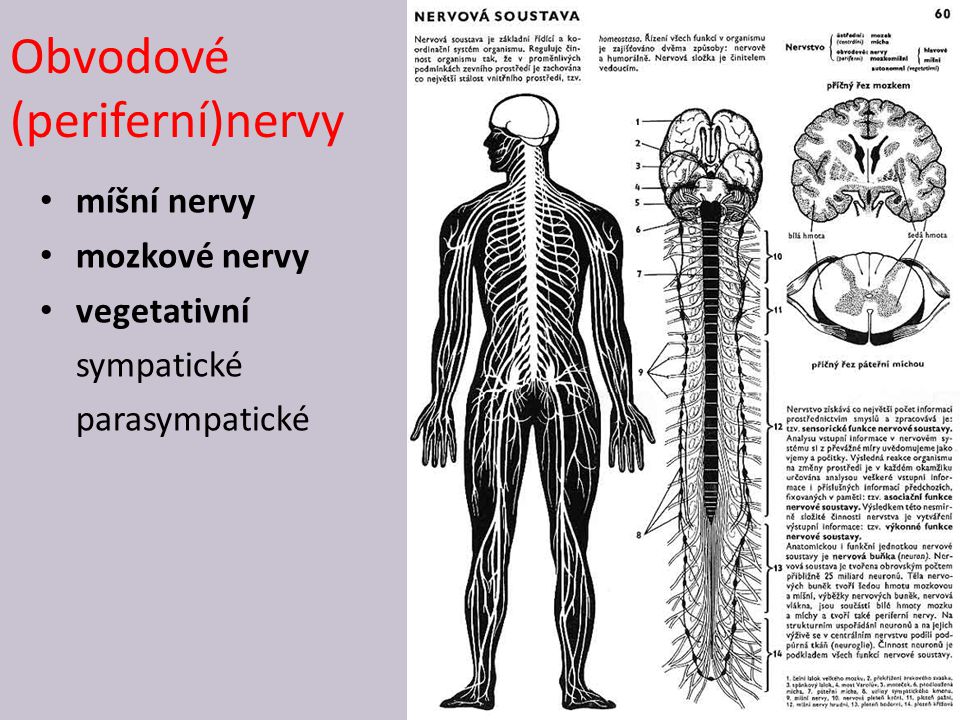 Obvodové (periferní)nervy