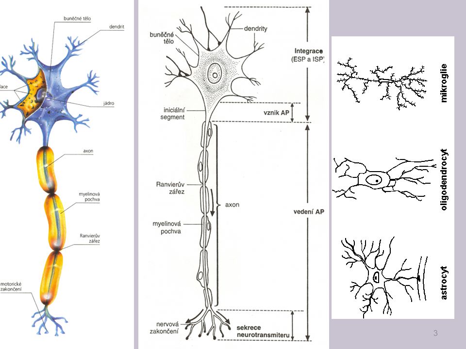 neuron 3