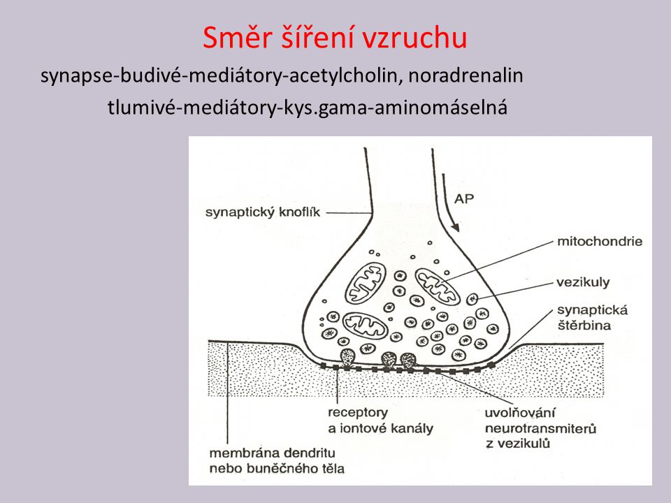 Směr šíření vzruchu synapse-budivé-mediátory-acetylcholin, noradrenalin. tlumivé-mediátory-kys.gama-aminomáselná.