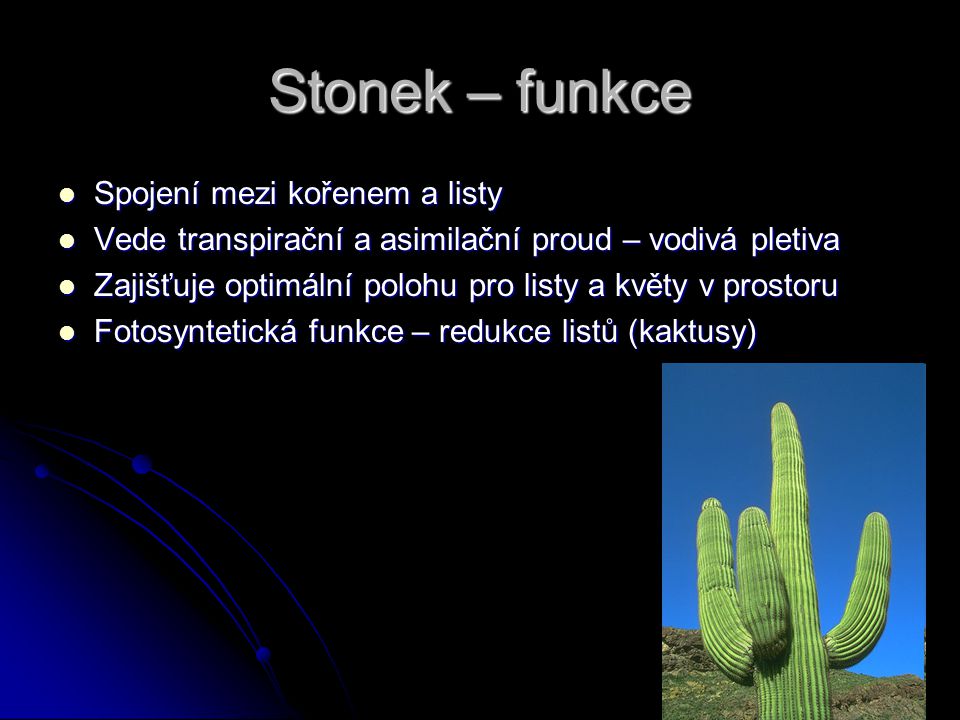 Stonek – funkce Spojení mezi kořenem a listy
