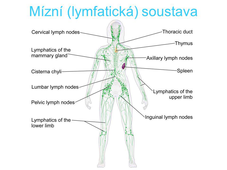 Mízní (lymfatická) soustava