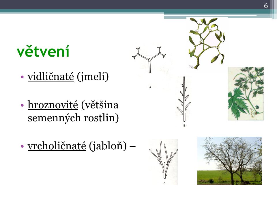 větvení vidličnaté (jmelí) hroznovité (většina semenných rostlin)