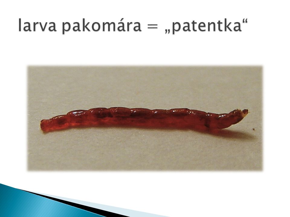 larva pakomára = „patentka