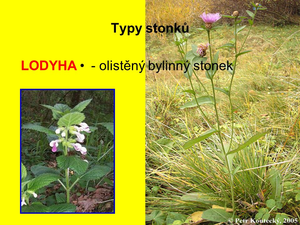 Typy stonků LODYHA - olistěný bylinný stonek