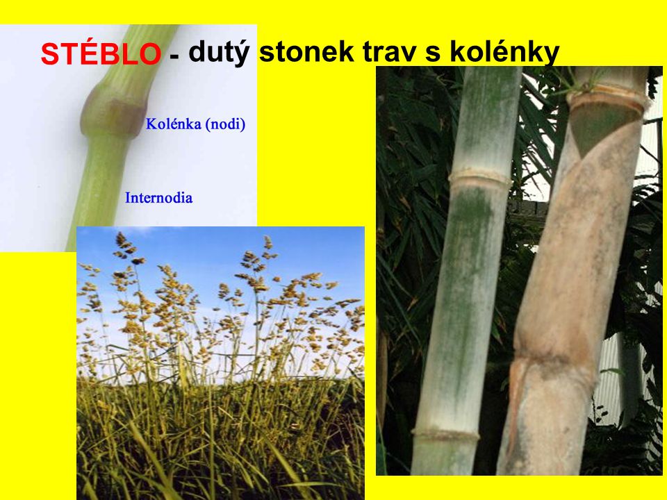 STÉBLO - dutý stonek trav s kolénky