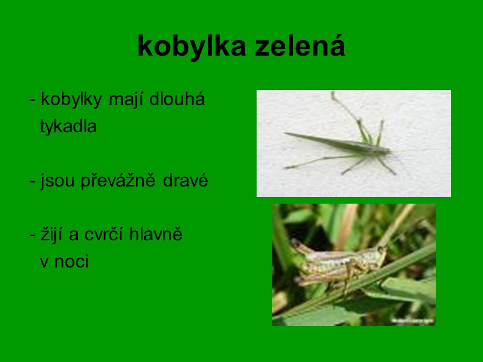 kobylka zelená - kobylky mají dlouhá tykadla - jsou převážně dravé