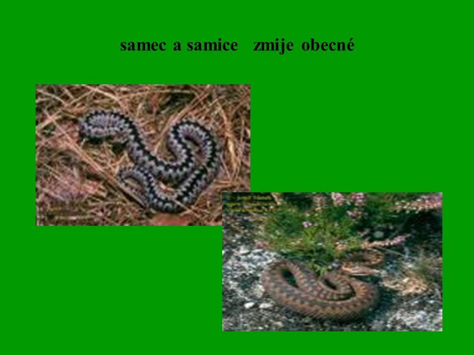 samec a samice zmije obecné
