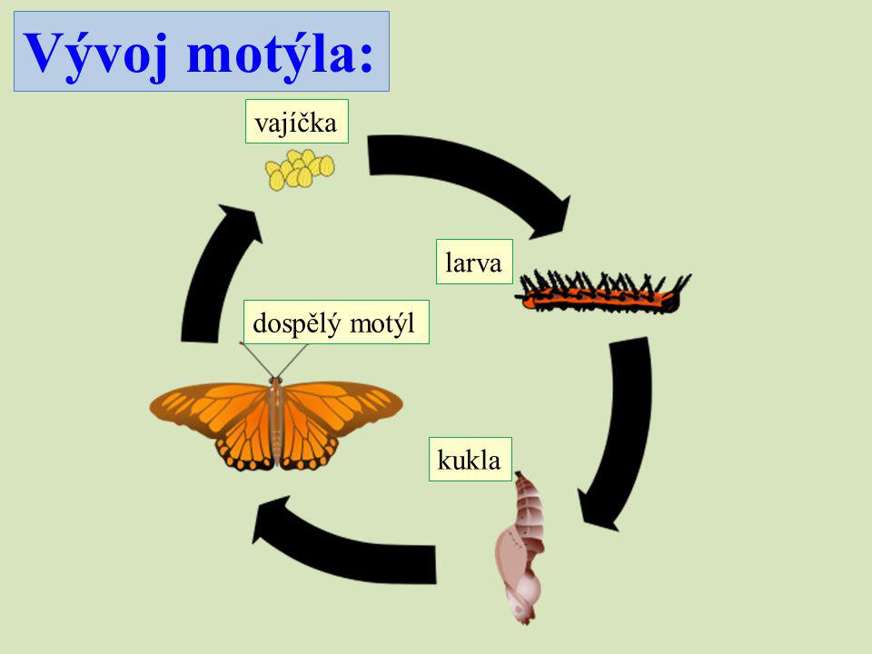 Vývoj motýla: vajíčka larva kukla dospělý motýl