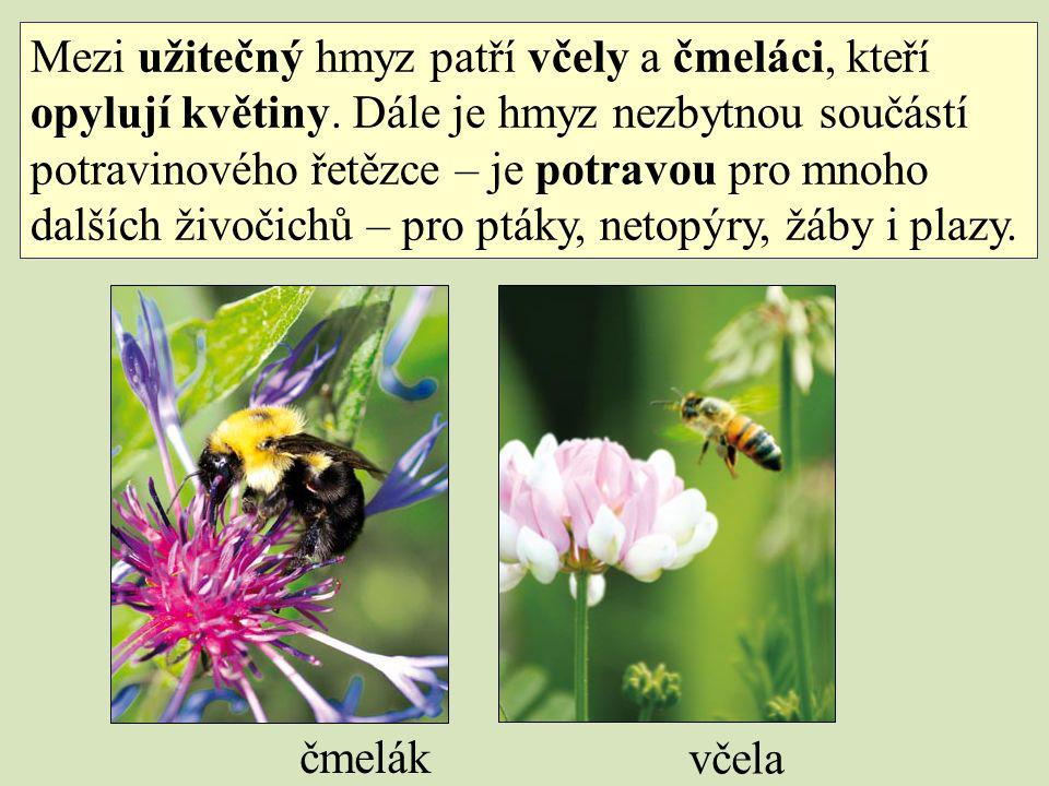 Mezi užitečný hmyz patří včely a čmeláci, kteří