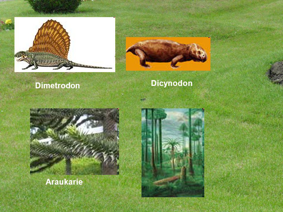 Dicynodon Dimetrodon Araukarie