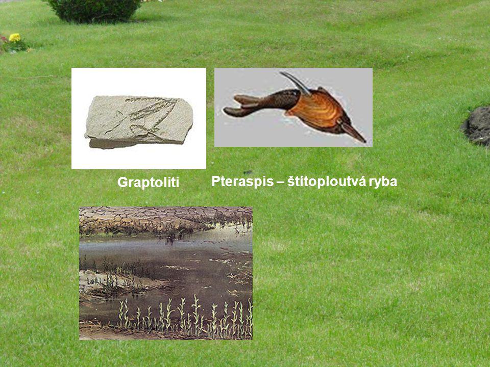 Graptoliti Pteraspis – štítoploutvá ryba