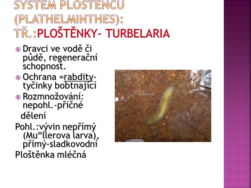 Systém ploštěnců (Plathelminthes): tř.:Ploštěnky- Turbelaria